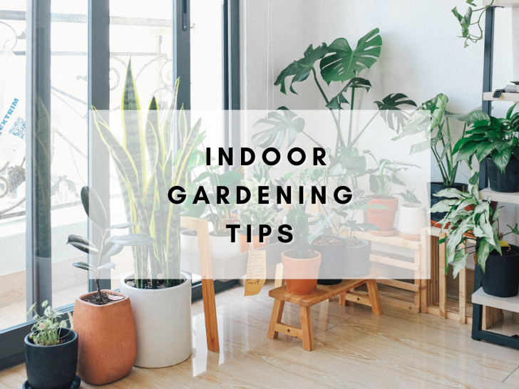A Comprehensive Guide to Indoor Gardening Tips