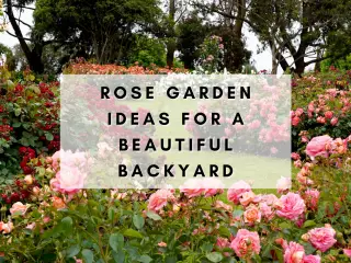 10 rose garden ideas for backyard