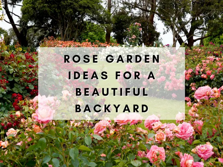 10 Rose Garden Ideas for a Beautiful Backyard
