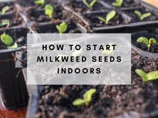 How to start milkweed seeds inside with grow lights