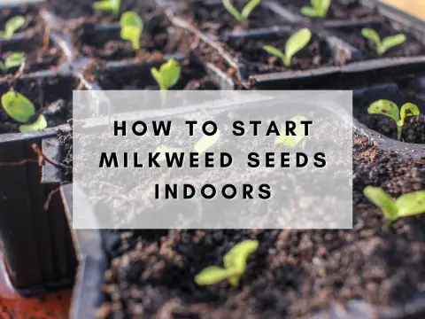 How to start milkweed seeds inside with grow lights