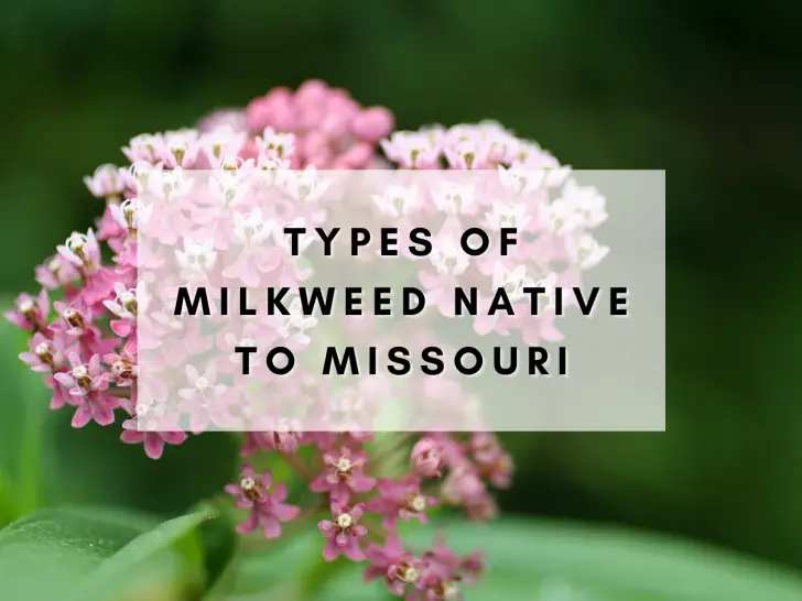 Types of Milkweed Native to Missouri